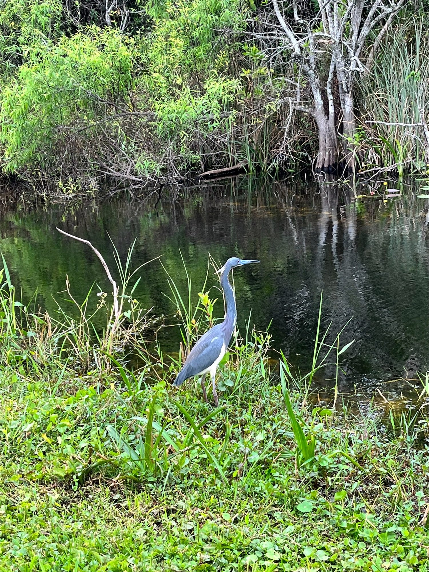 Everglades bird.jpeg
