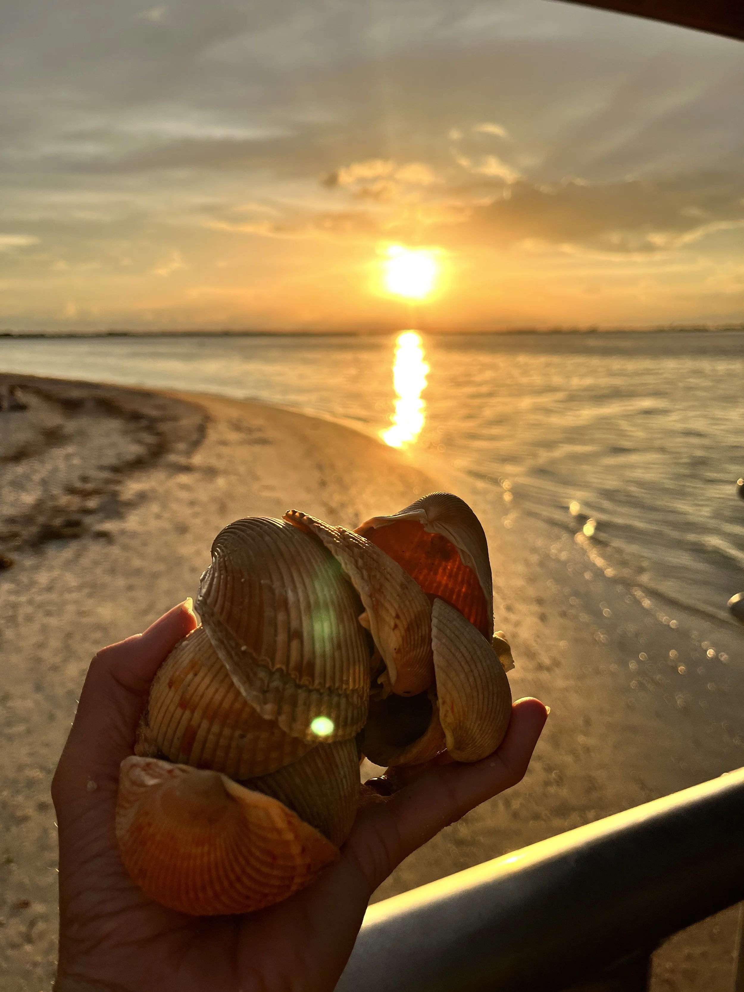 Sanibel Island seashells.jpg