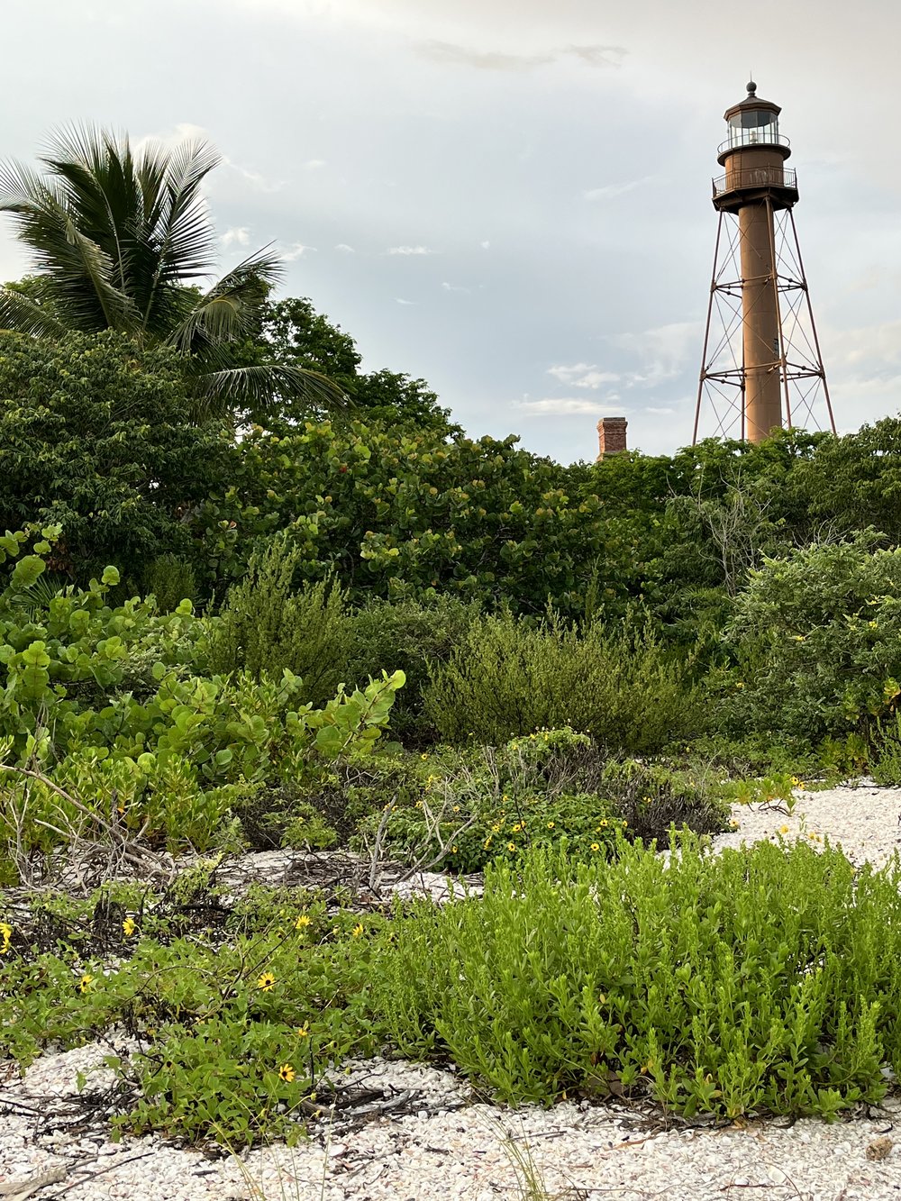 Sanibel Island lighthouse greenery nearby.jpg