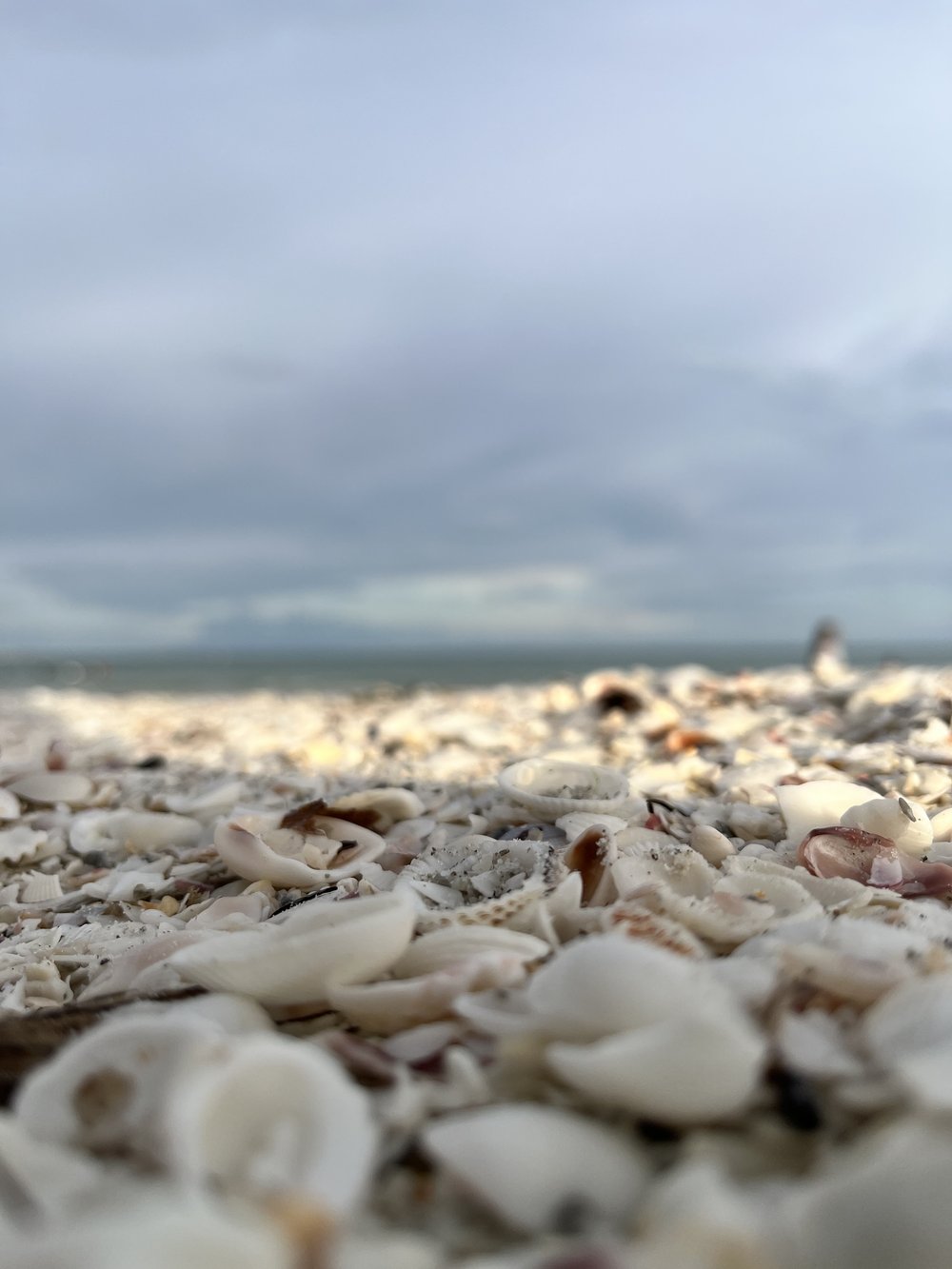 Sanibel Island seashells Florida.jpg