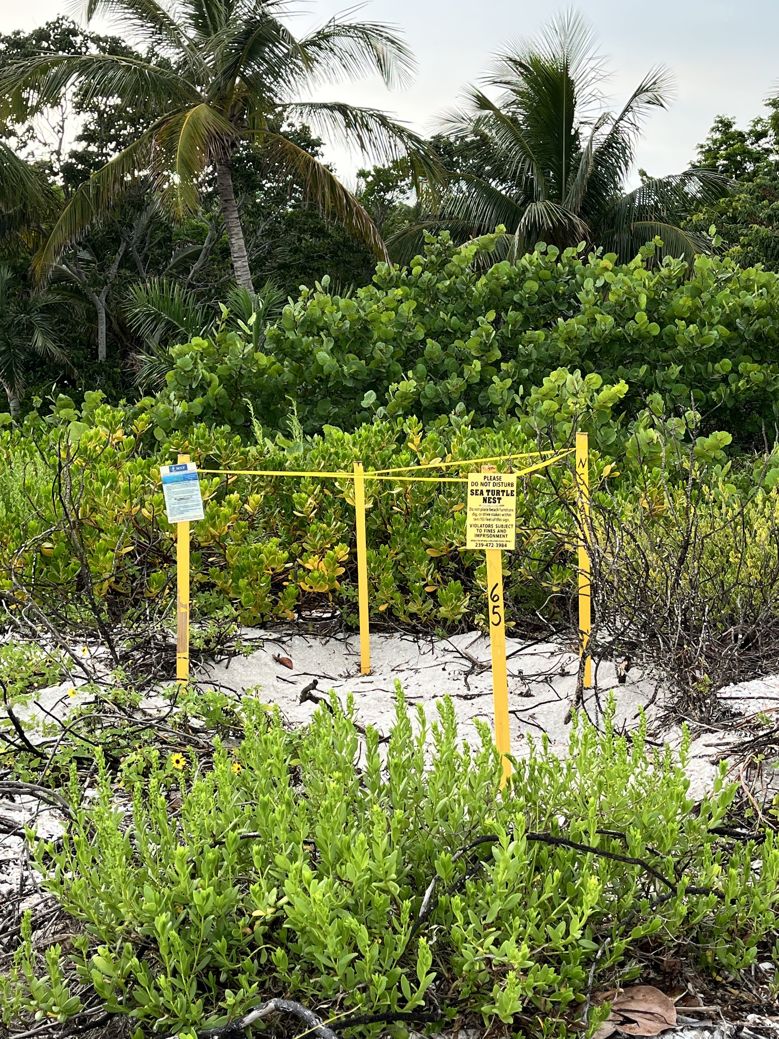 Sanibel Island nesting turtles Florida.jpg