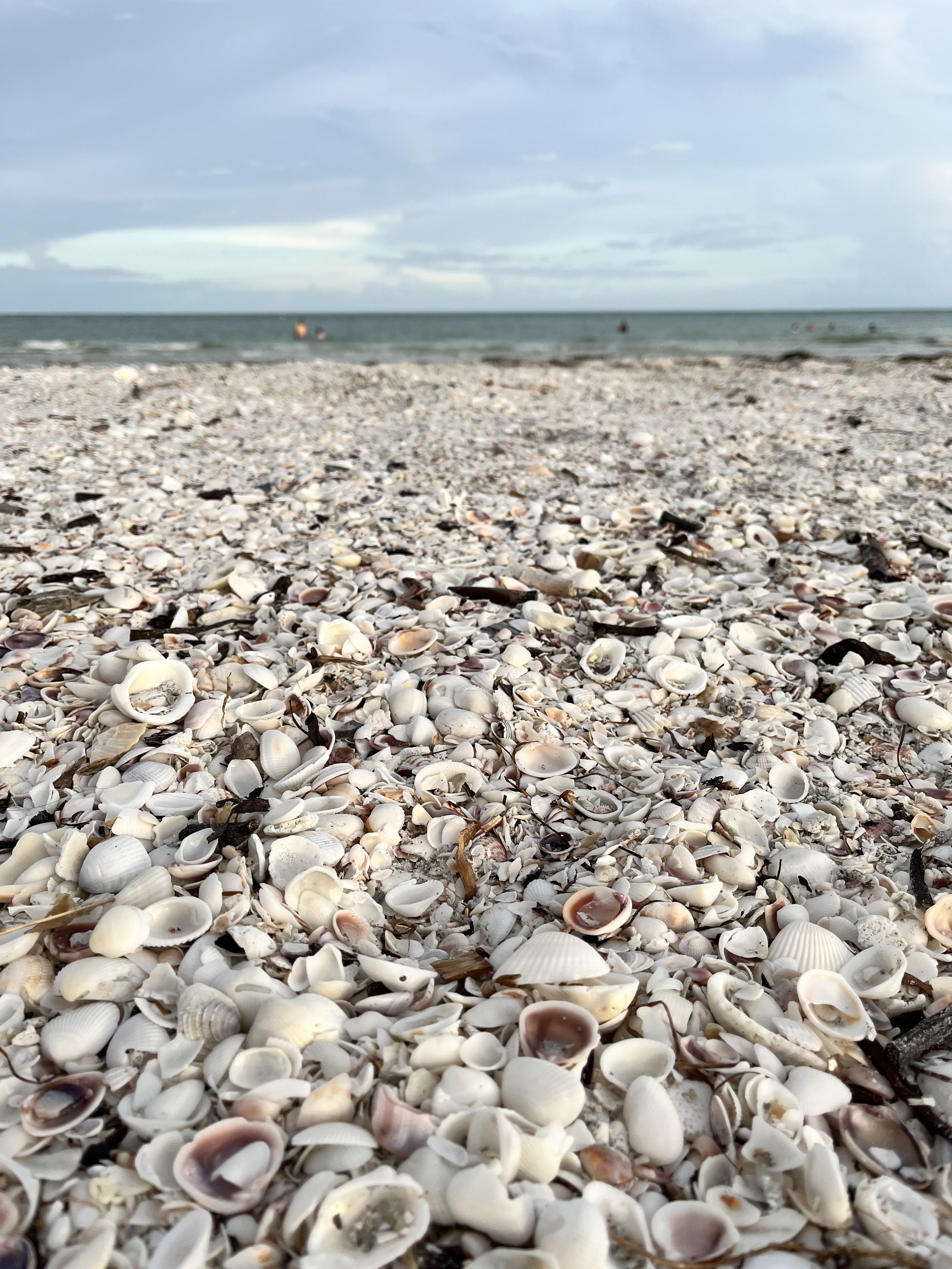 Sanibel Island seashells on beach Florida.jpg
