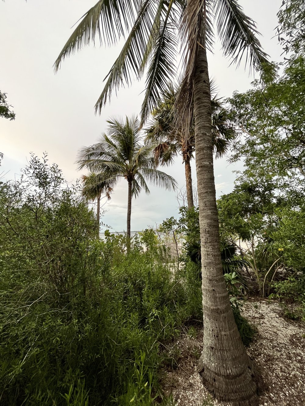 Sanibel Island palm trees.jpg