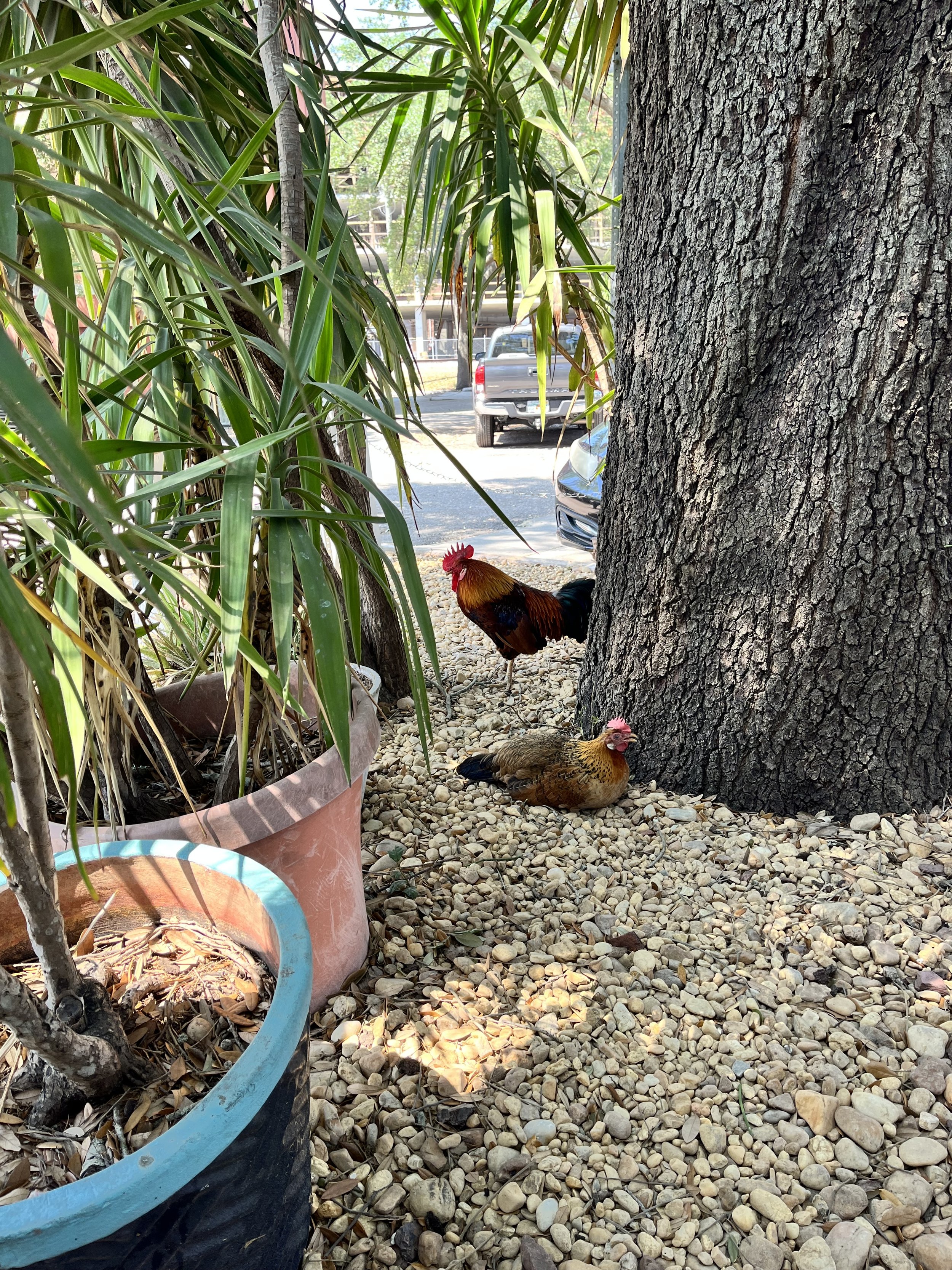 Chickens at Jimmys tacos Ybor Florida.jpg