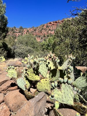 Grasshopper Point cacti Arizona.jpeg