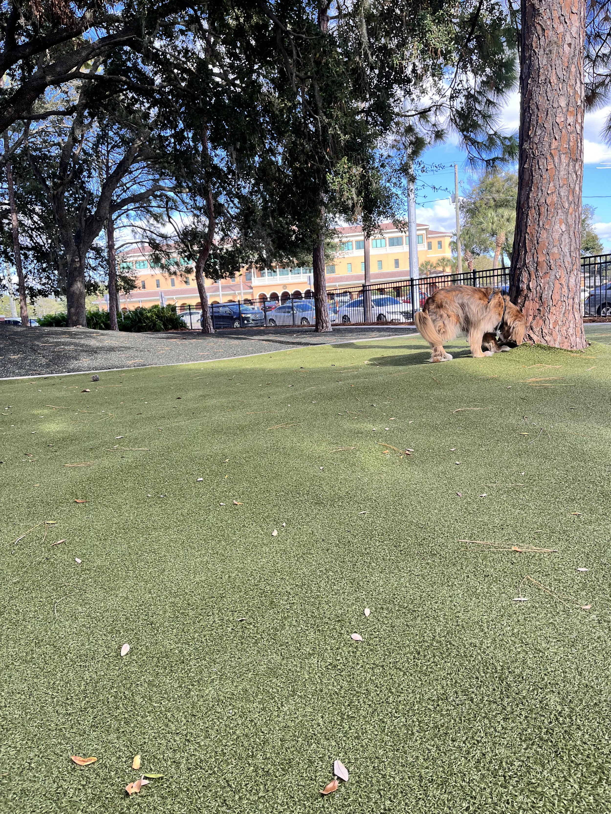 Tampa riverwalk dog park Florida.jpg
