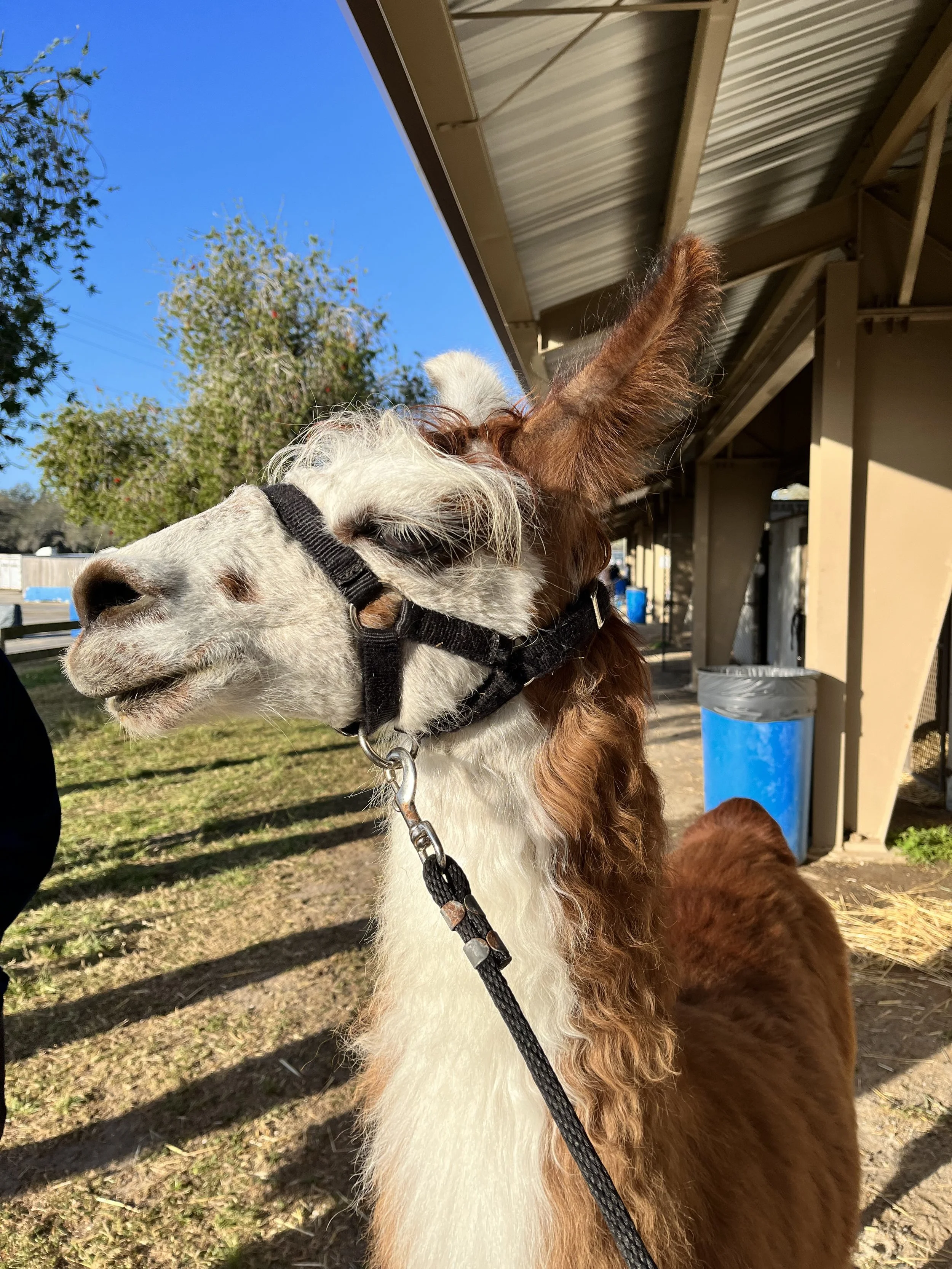 Florida State Fair llama.JPG