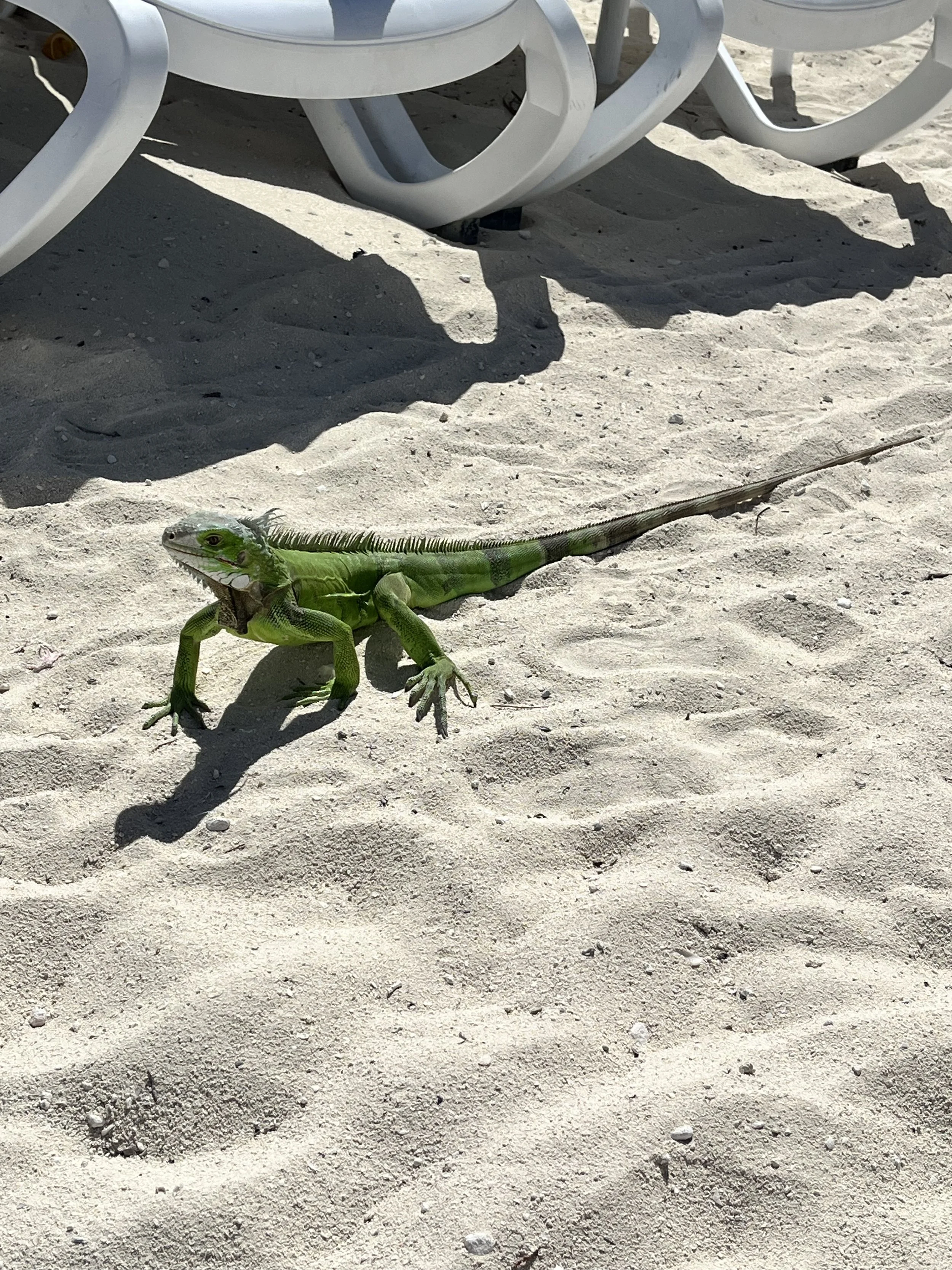 Iguana Cococay island Royal Caribbean.jpg