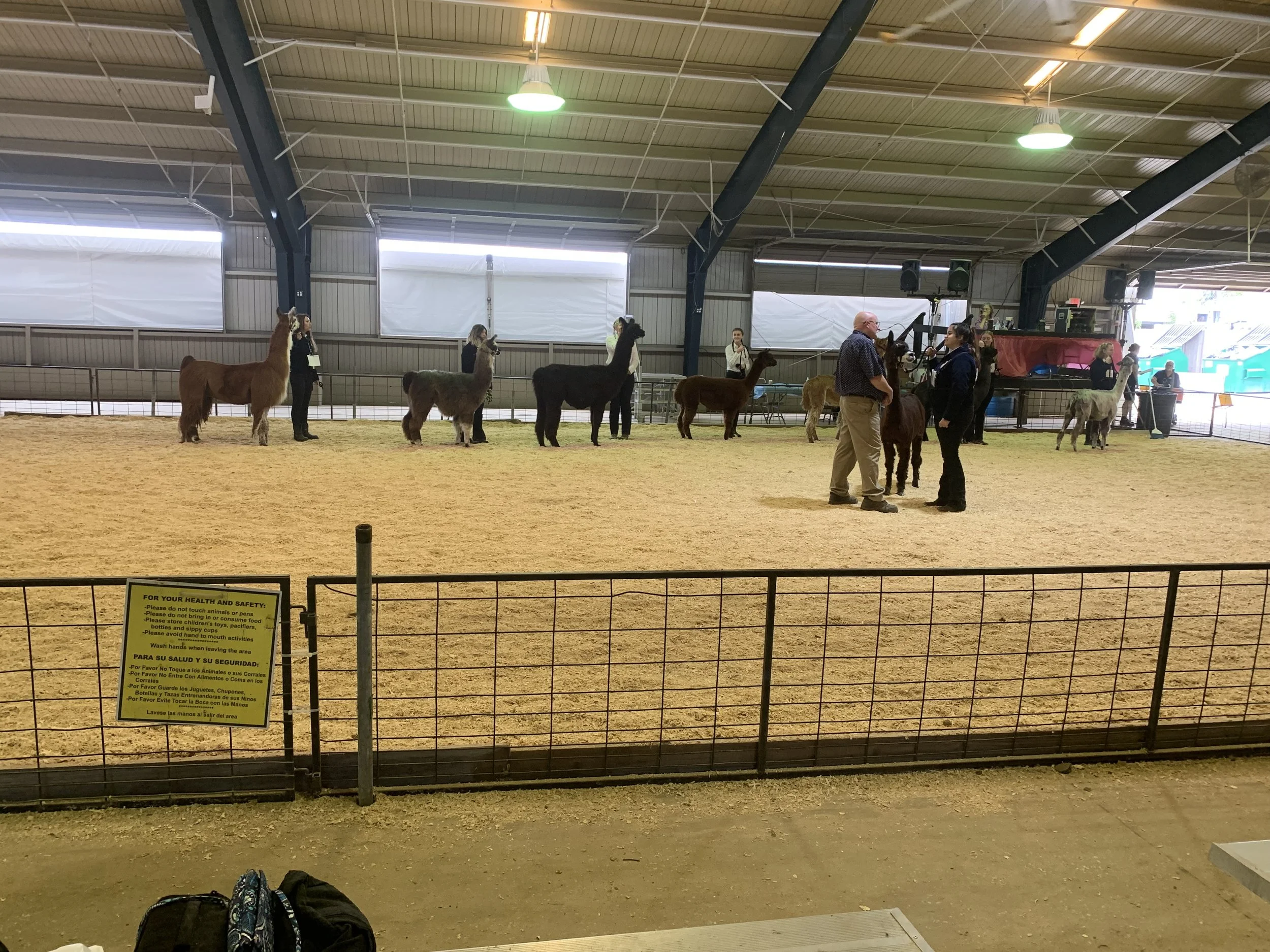 Florida State Fair llama show.jpg