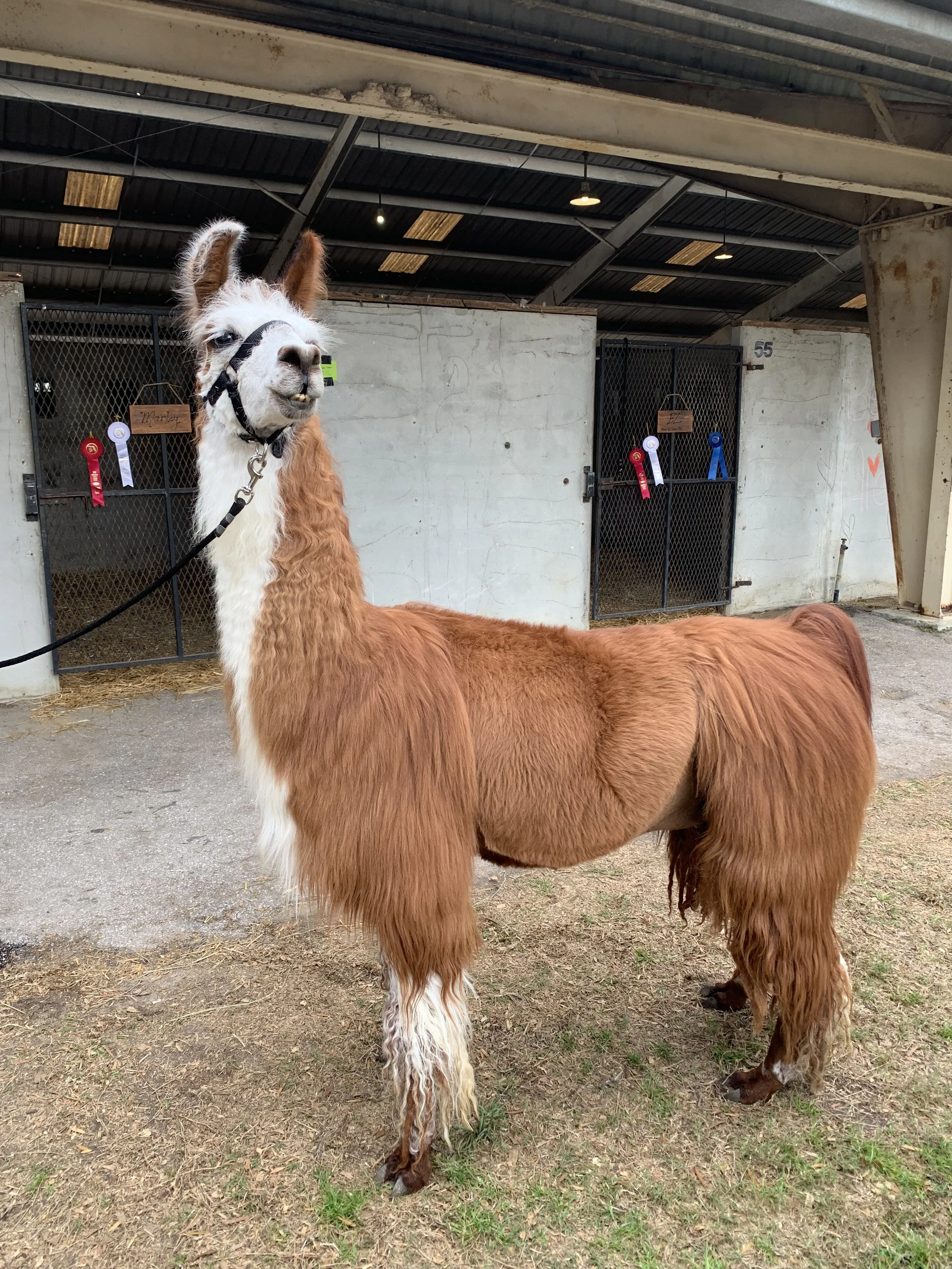 Florida State Fair llama.jpg