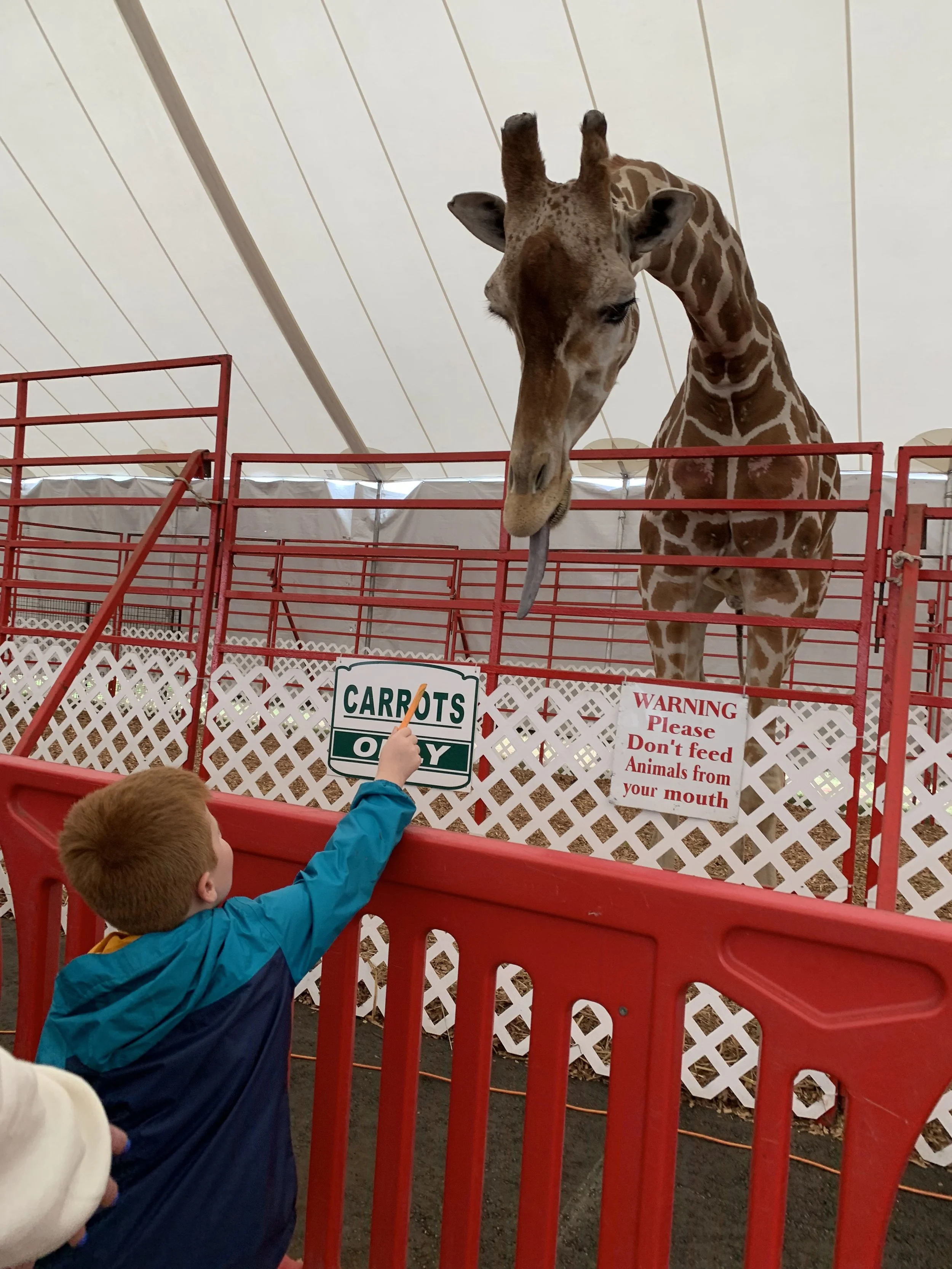 Florida State Fair feeding giraffe.jpg