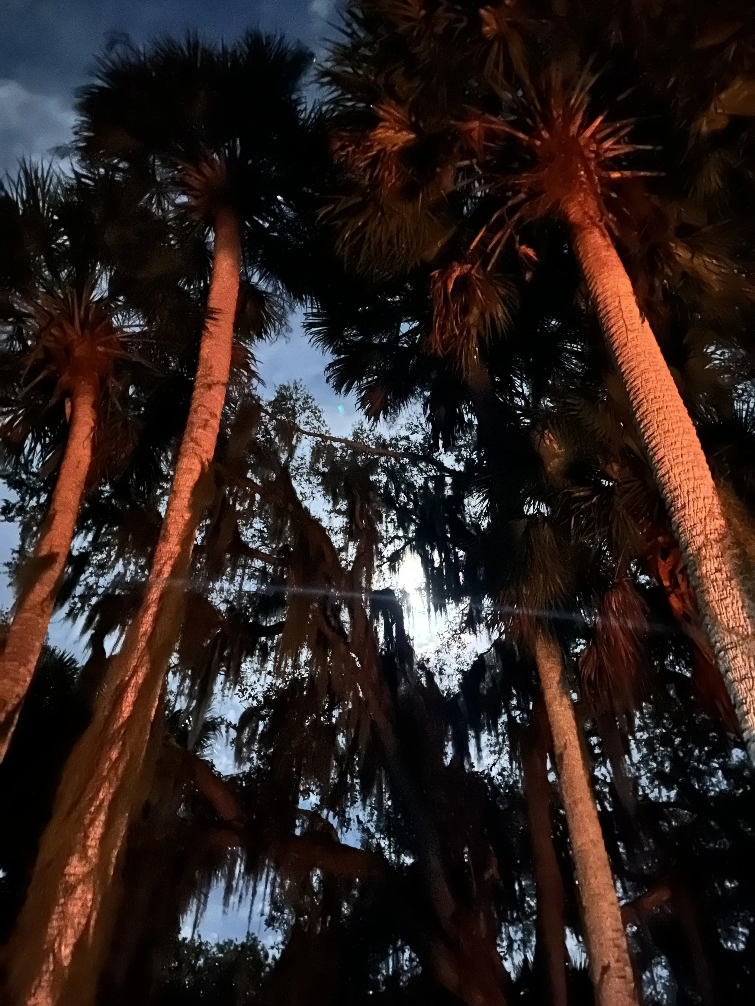 Hickory Hammock campground trees sky.jpg