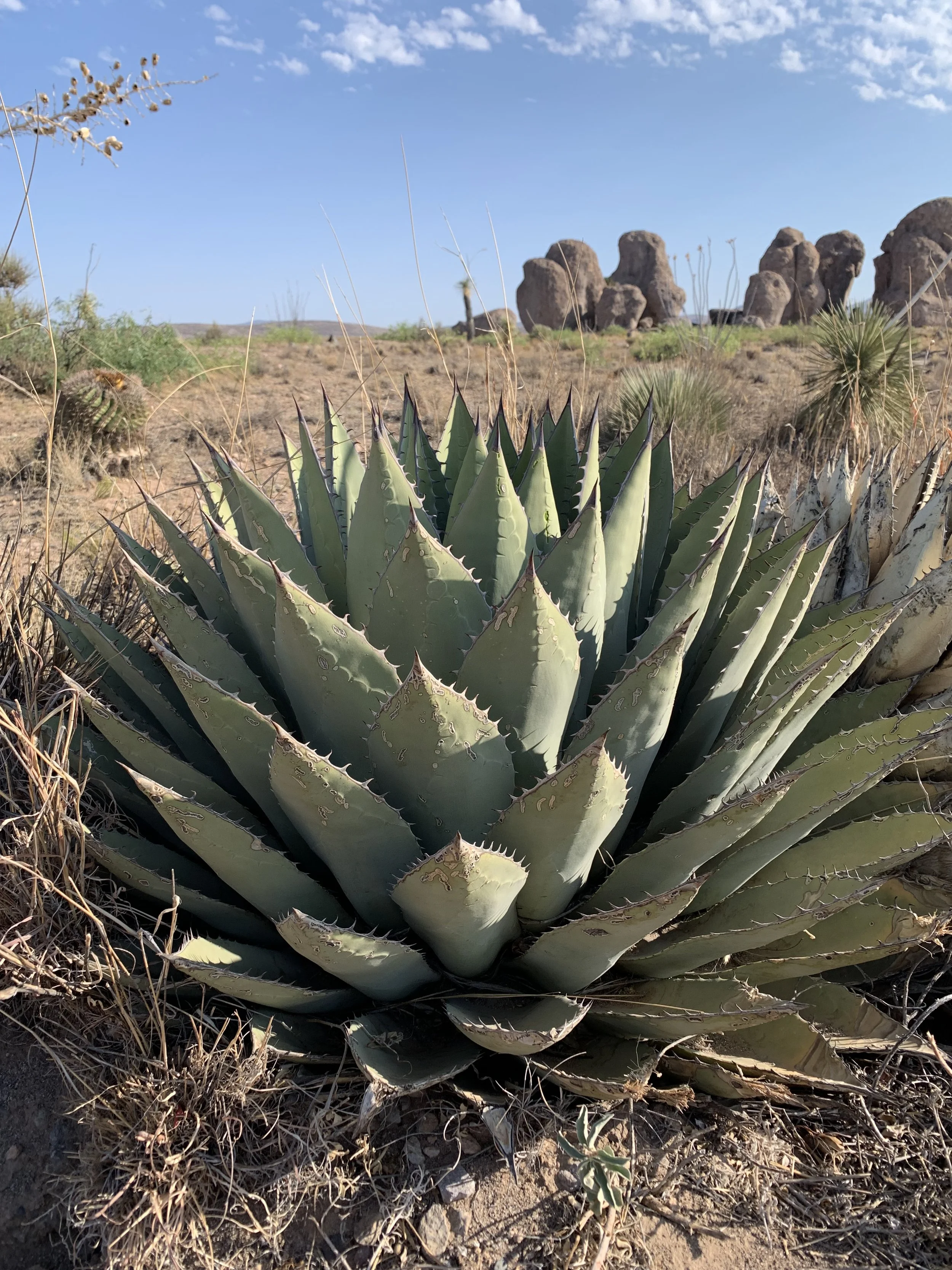 City of Rocks State Park Faywood New Mexico.jpg