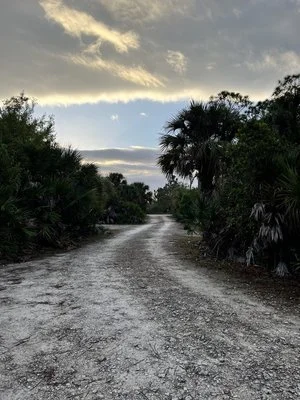 Panther Pond campground road Florida.jpg