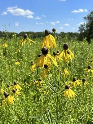 24-Hour Burlington, Iowa Itinerary Plus Printable Travel Guide I Best Things to Do, Eat, Shop, Stay