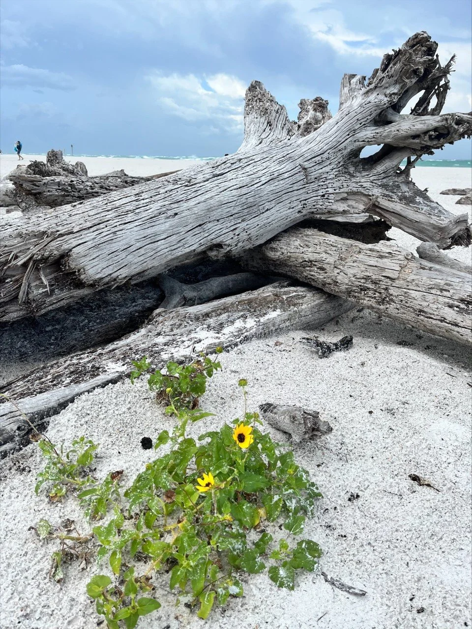 Beer Can Island (Greer Island) Longboat Key, Florida — Adopting Life's Journey Family Travel Blog