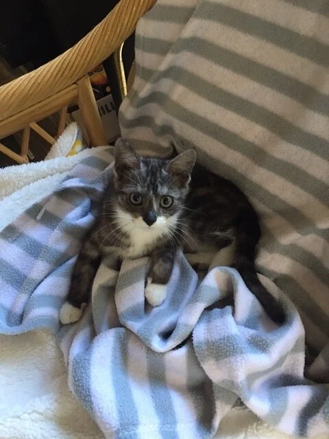 Imagine this little sweetheart in your home.