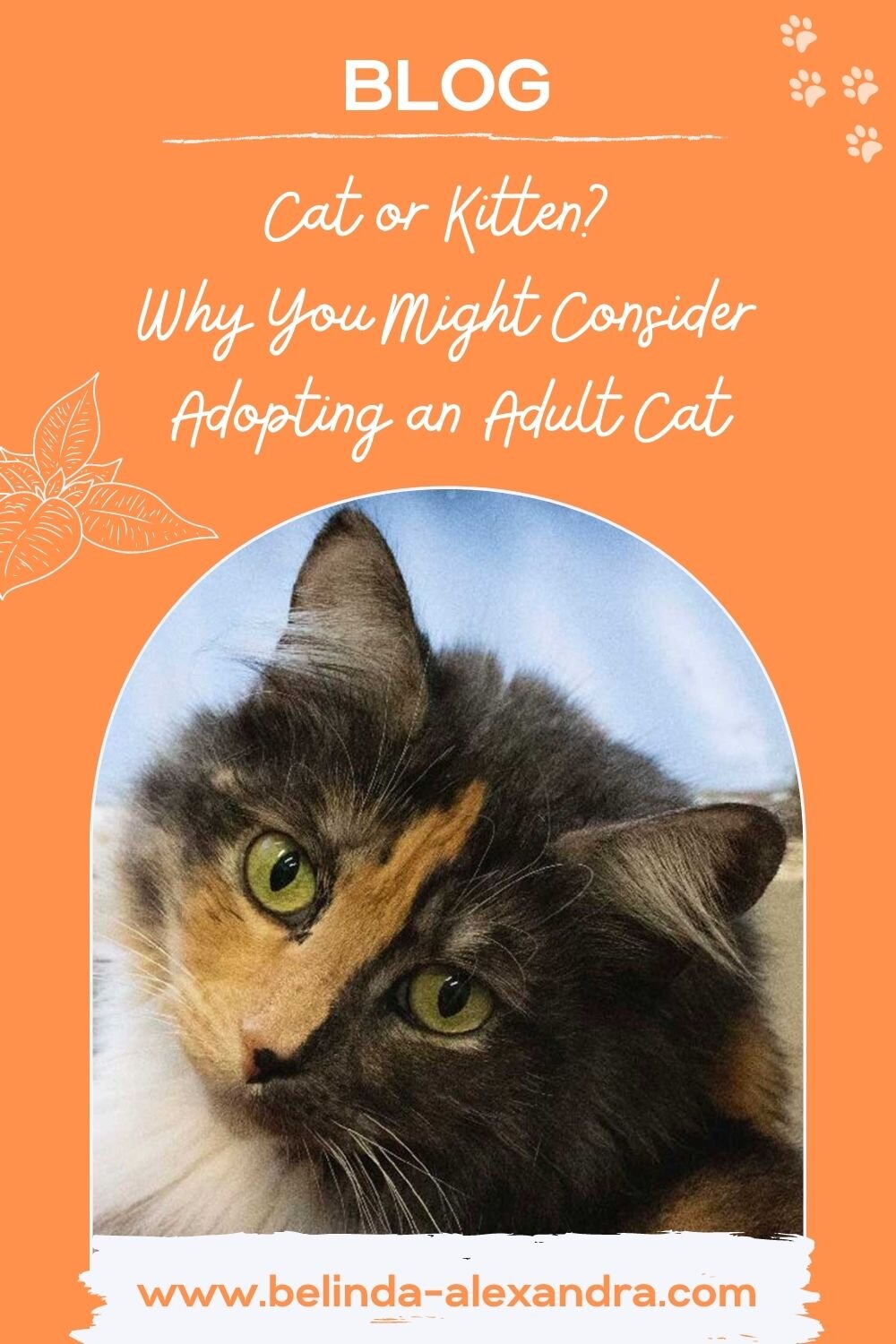 Blog CAT OR KITTEN Why You Might Consider Adopting An Adult Cat blog-cat-or-kitten-why-you-might-consider-adopting-an-adult-cat