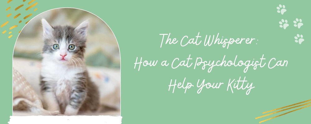 Blog - The Cat Whisperer: How a Cat Psychologist Can Help Your Kitty —  Belinda Alexandra