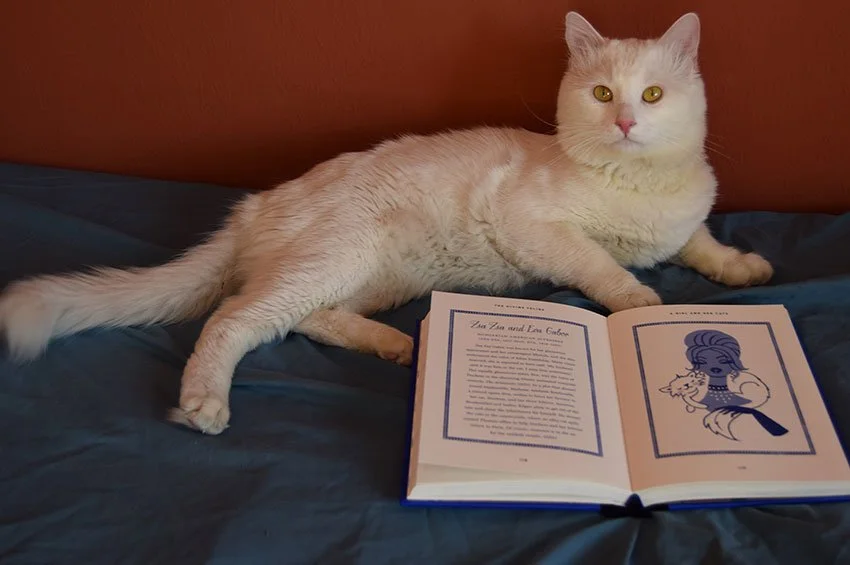 A white cat stretched out on a dark blue sheet with Belinda Alexandra's book, The Divine Feline, in front of them. She is in front of a deep rust coloured wall.