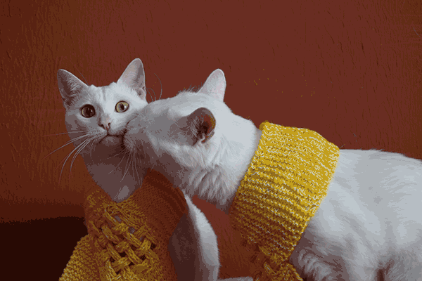 Two white cats in yellow scarfs