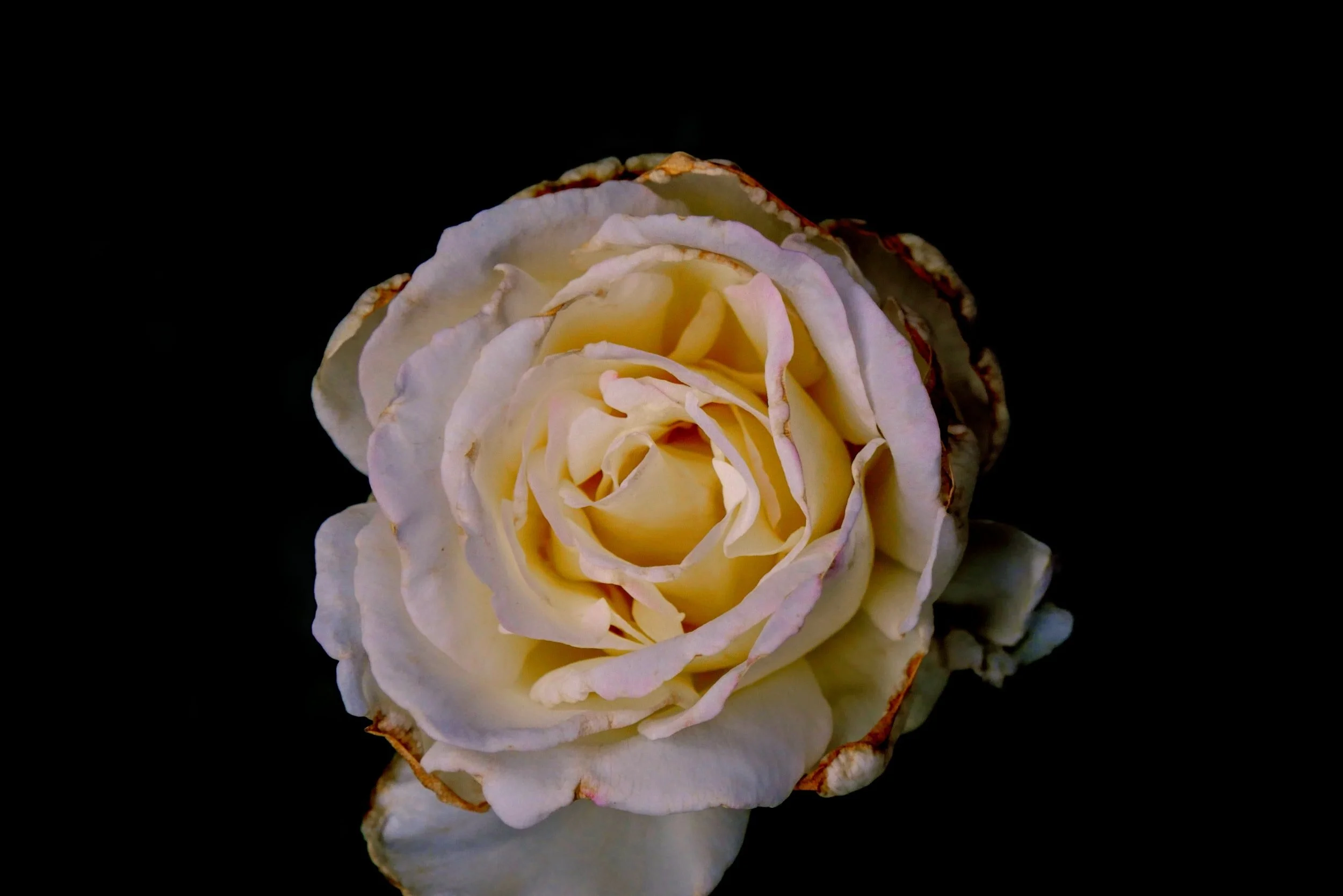 FSC Mourns the Loss of Larry Flynt