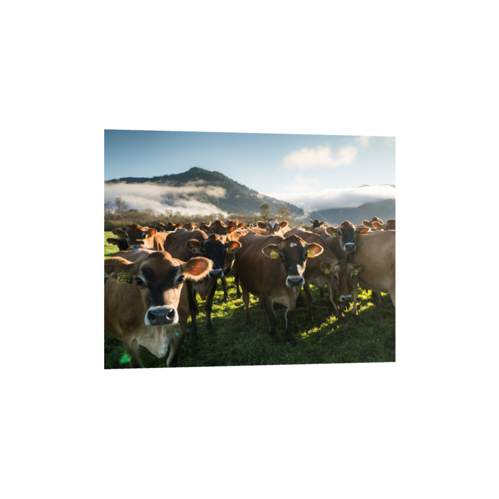fineartprints_rectangle4_5_0_0_2965_2372_0.png