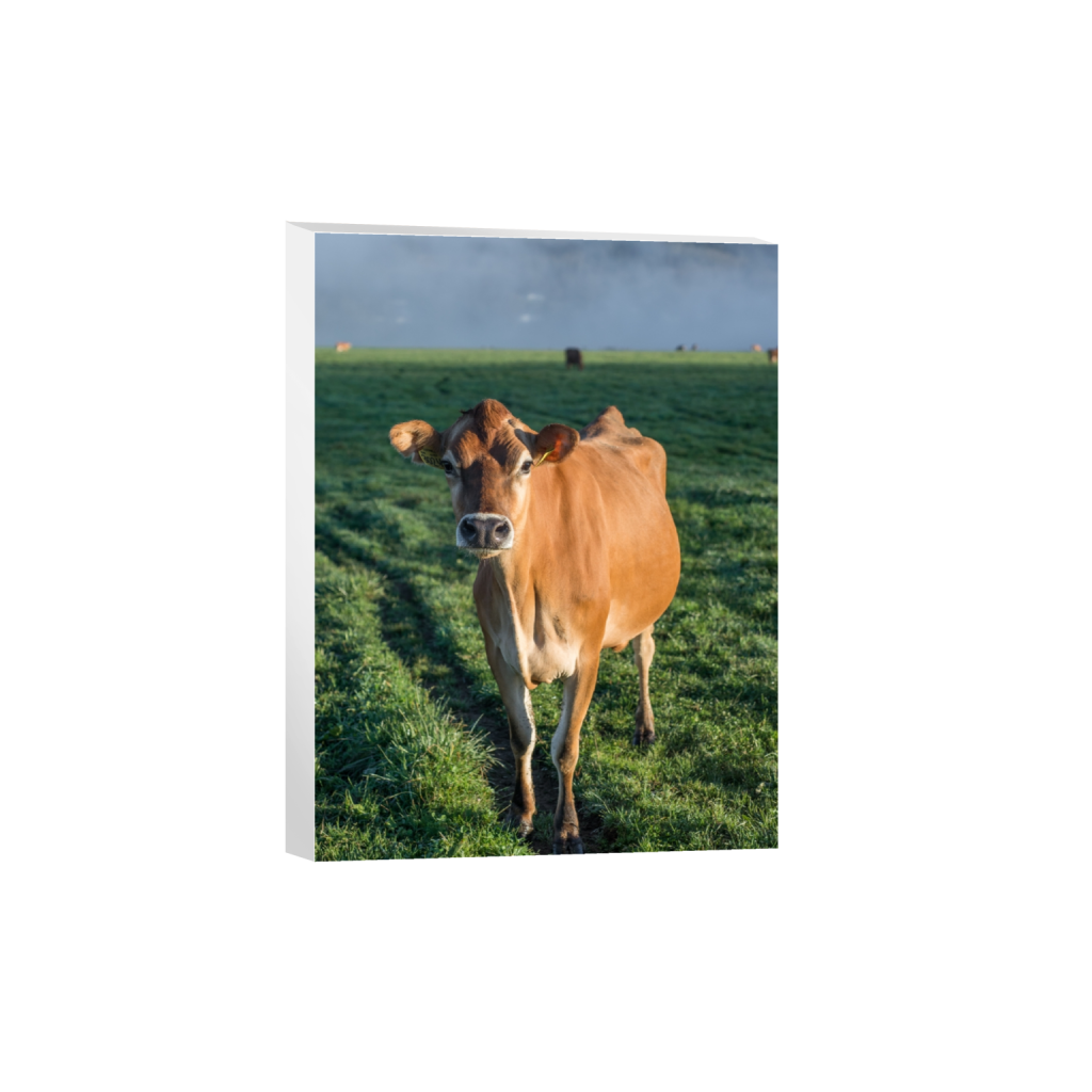 canvas_rectangle3_4_0_431_2581_3441_0.png