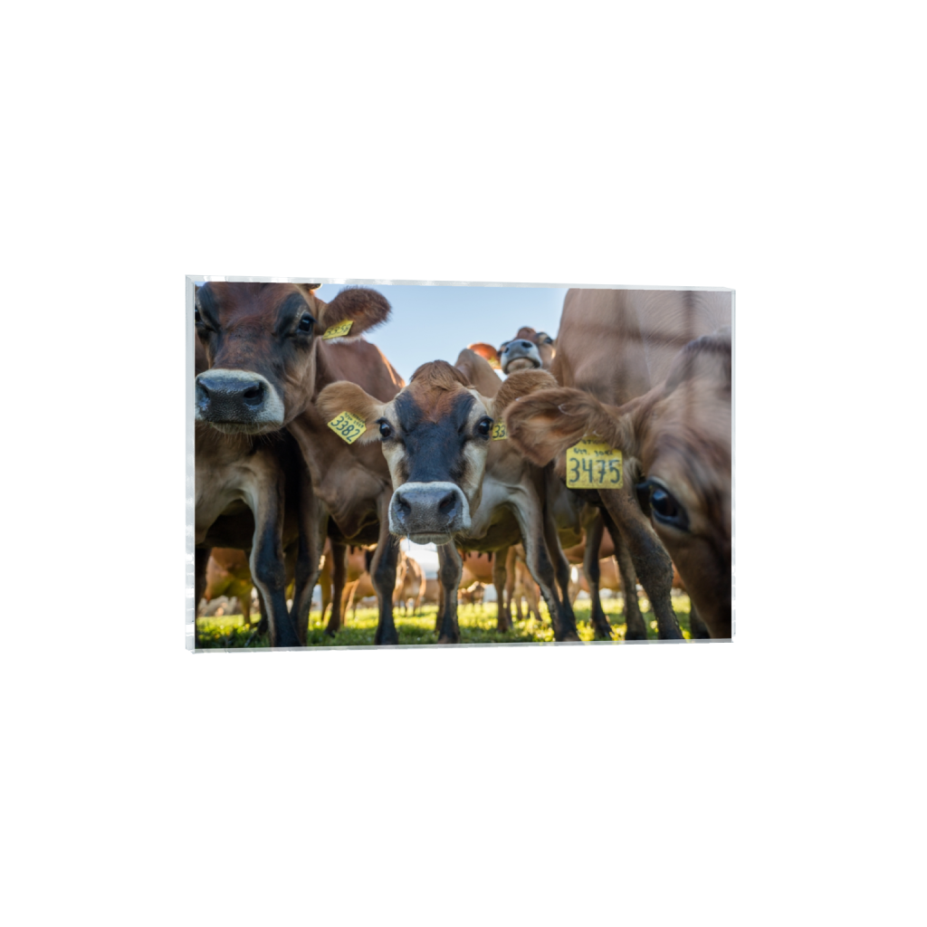 acrylicprint_rectangle2_3_0_0_3871_2581_0.png