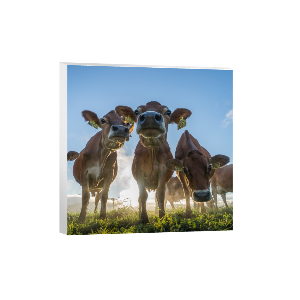 canvas_square_921_0_2372_2372_0.png