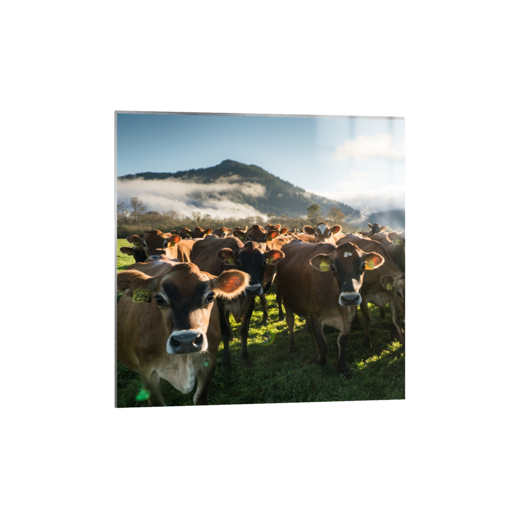 metalprint_square_0_0_2372_2372_0.png