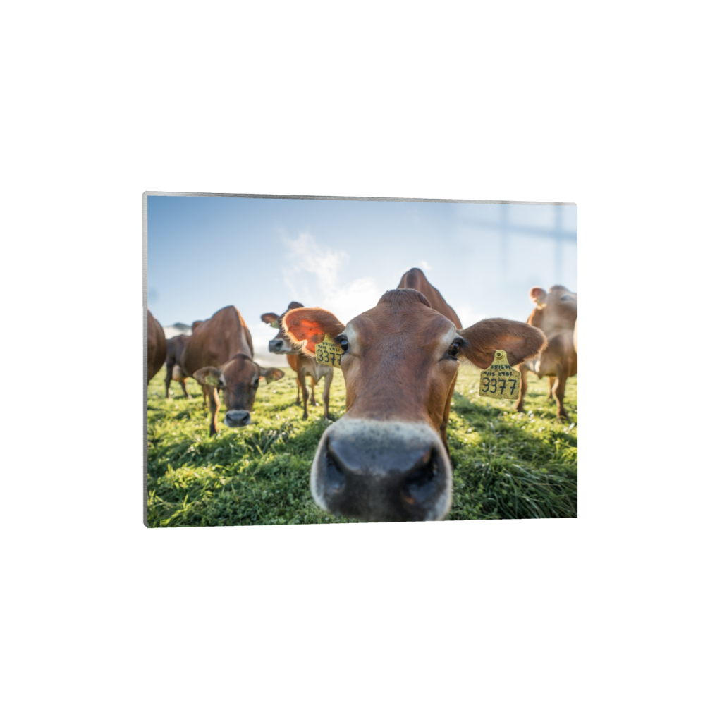 metalprint_rectangle3_4_439_0_3441_2581_0.png