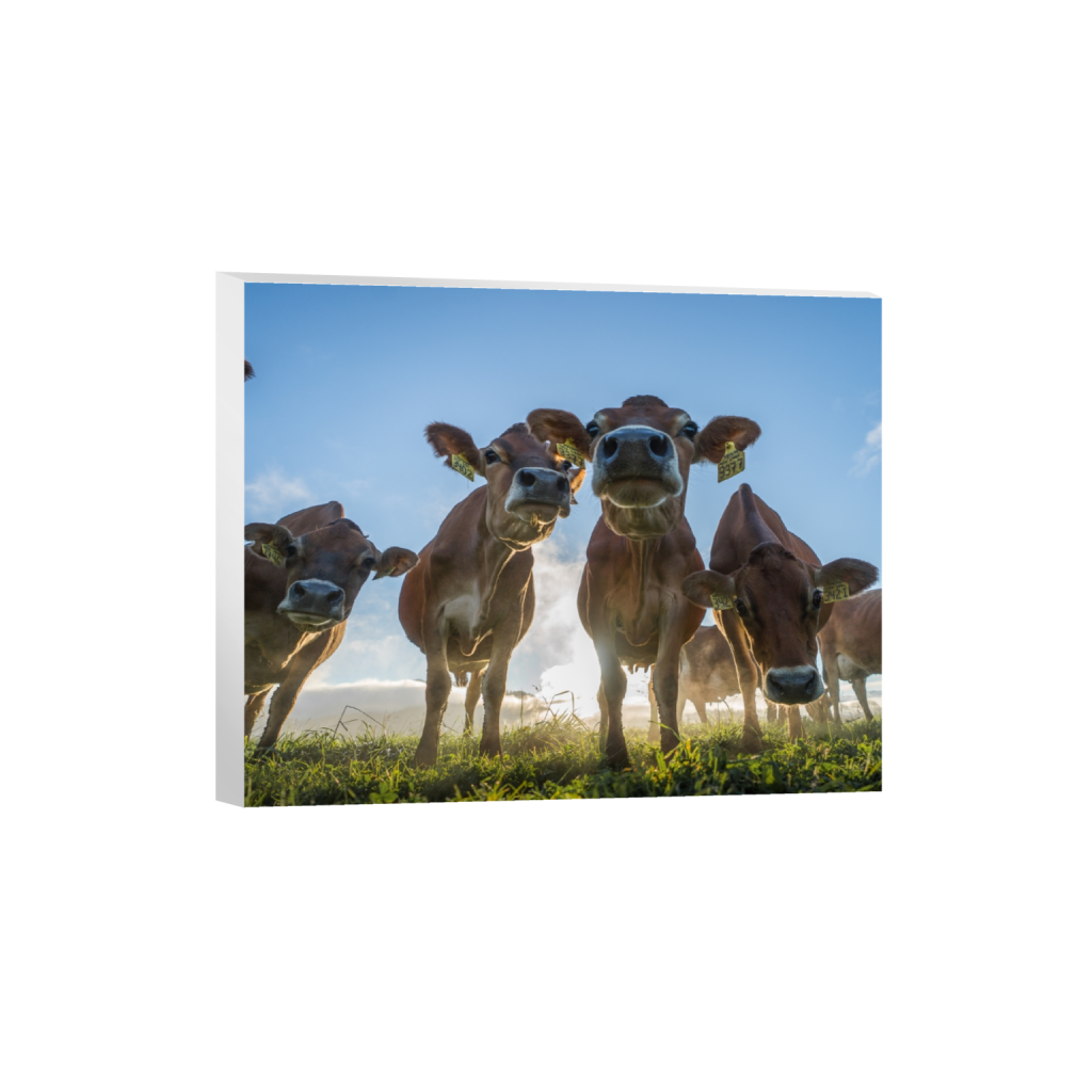 canvas_rectangle4_5_320_0_2965_2372_0.png