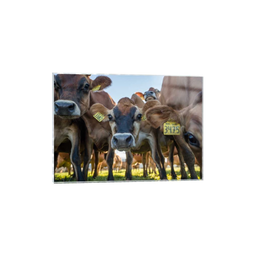 acrylicprint_rectangle5_7_0_0_3613_2581_0.png