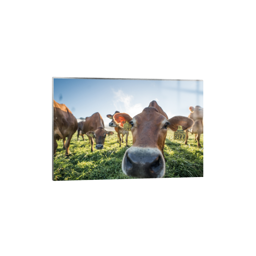 metalprint_rectangle2_3_0_0_3871_2581_0.png