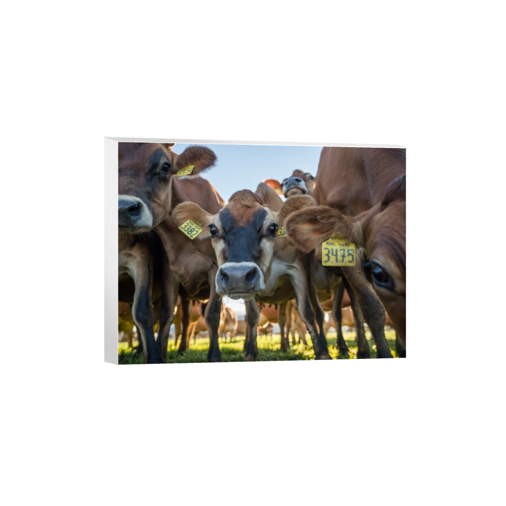 canvas_rectangle3_4_215_0_3441_2581_0.png