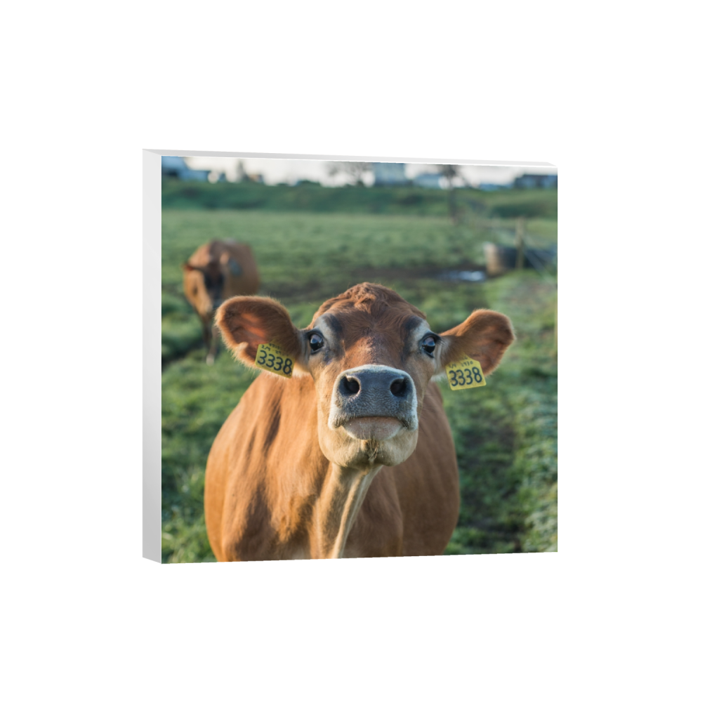 canvas_square_0_645_2581_2581_0.png