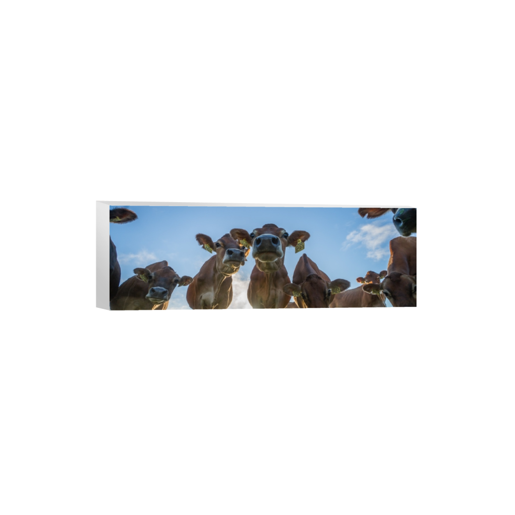 canvas_rectangle1_3_0_252_4215_1405_0.png