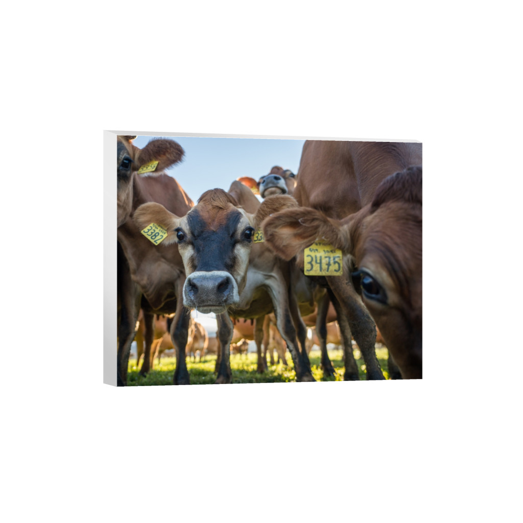 canvas_rectangle4_5_658_0_3226_2581_0.png