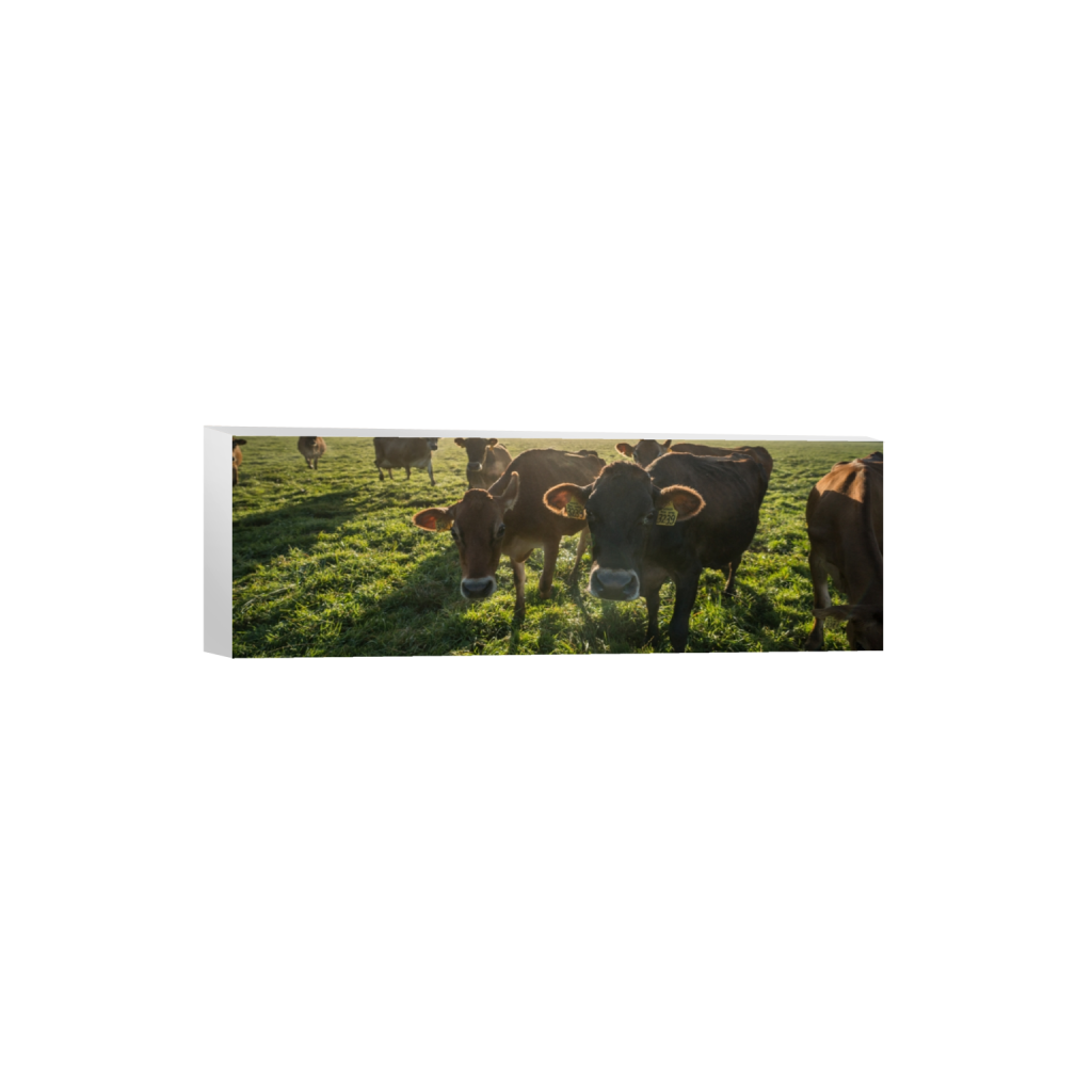 canvas_rectangle1_3_0_1071_3872_1290_0.png