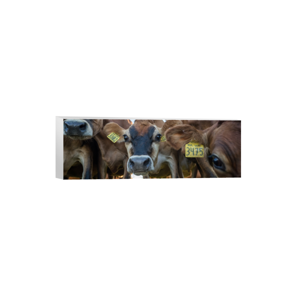 canvas_rectangle1_3_0_619_3872_1290_0.png