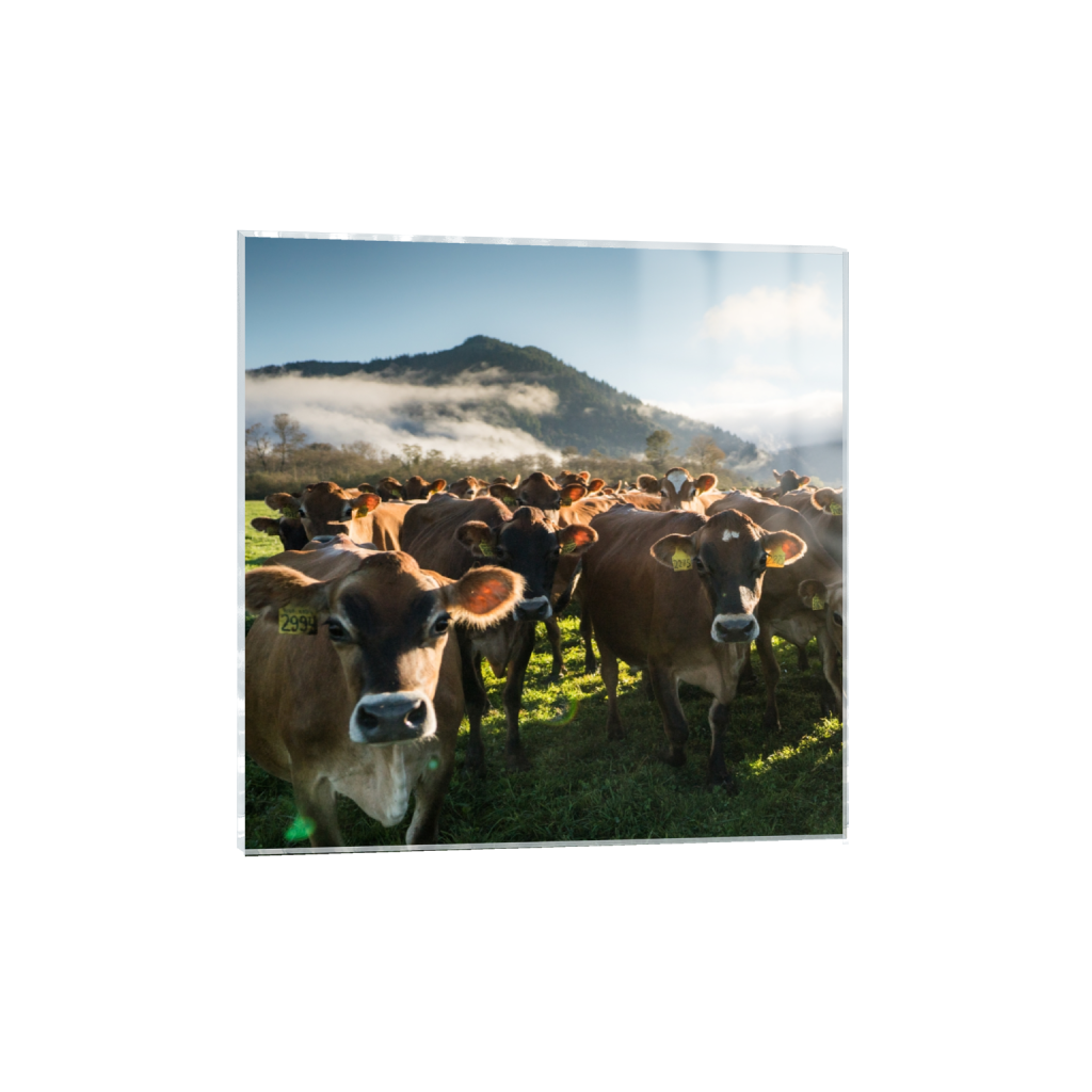 acrylicprint_square_0_0_2372_2372_0.png