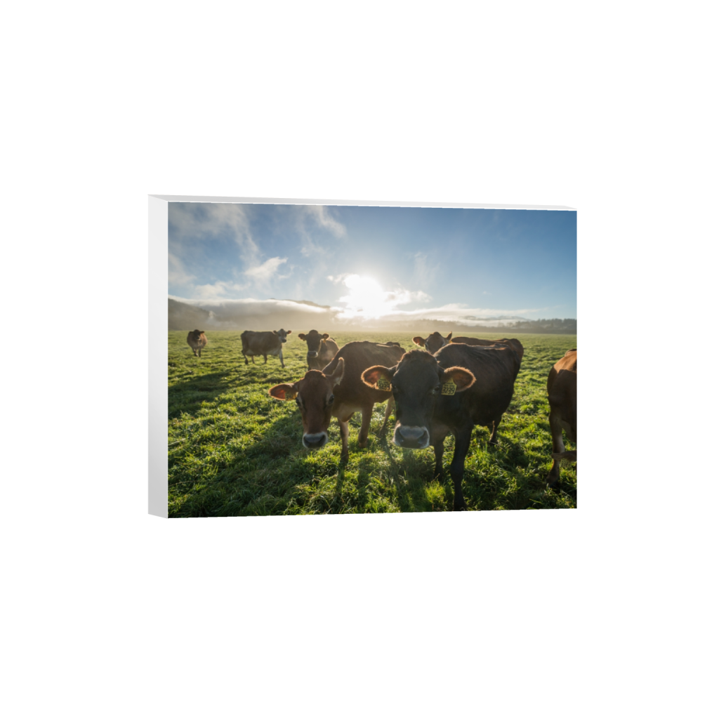 canvas_rectangle3_4_215_0_3441_2581_0.png