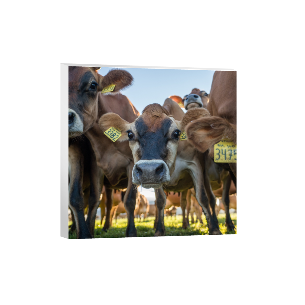 canvas_square_387_0_2581_2581_0.png