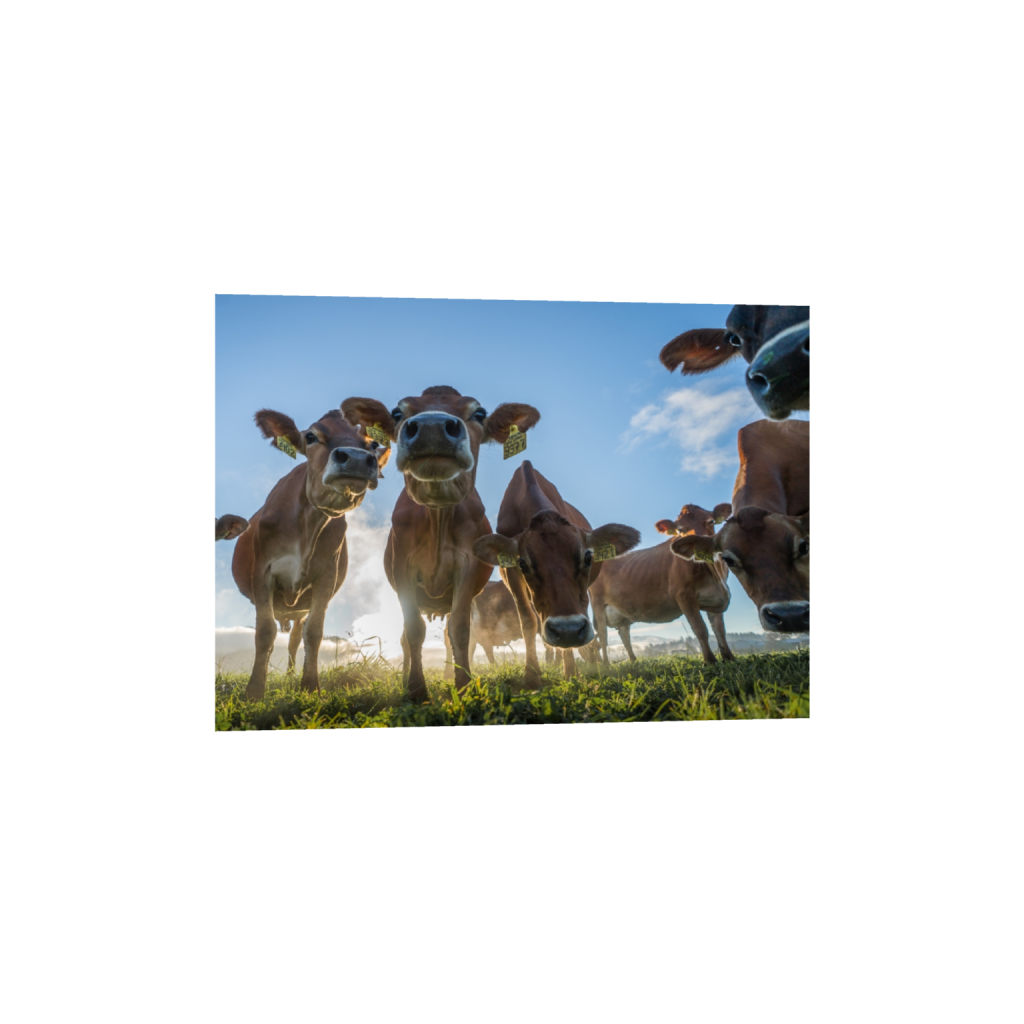 fineartprints_rectangle5_7_906_0_3320_2372_0.png