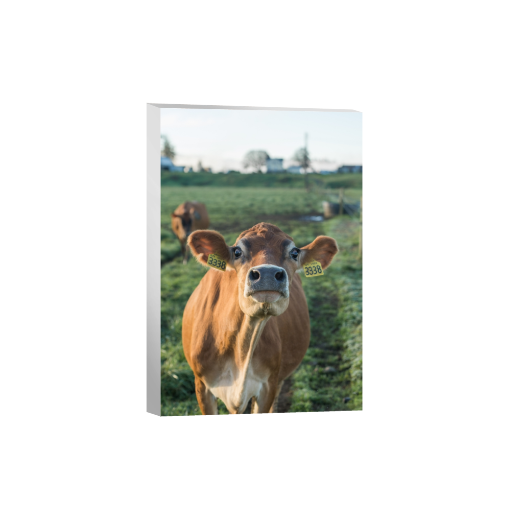 canvas_rectangle2_3_0_0_2581_3871_0.png