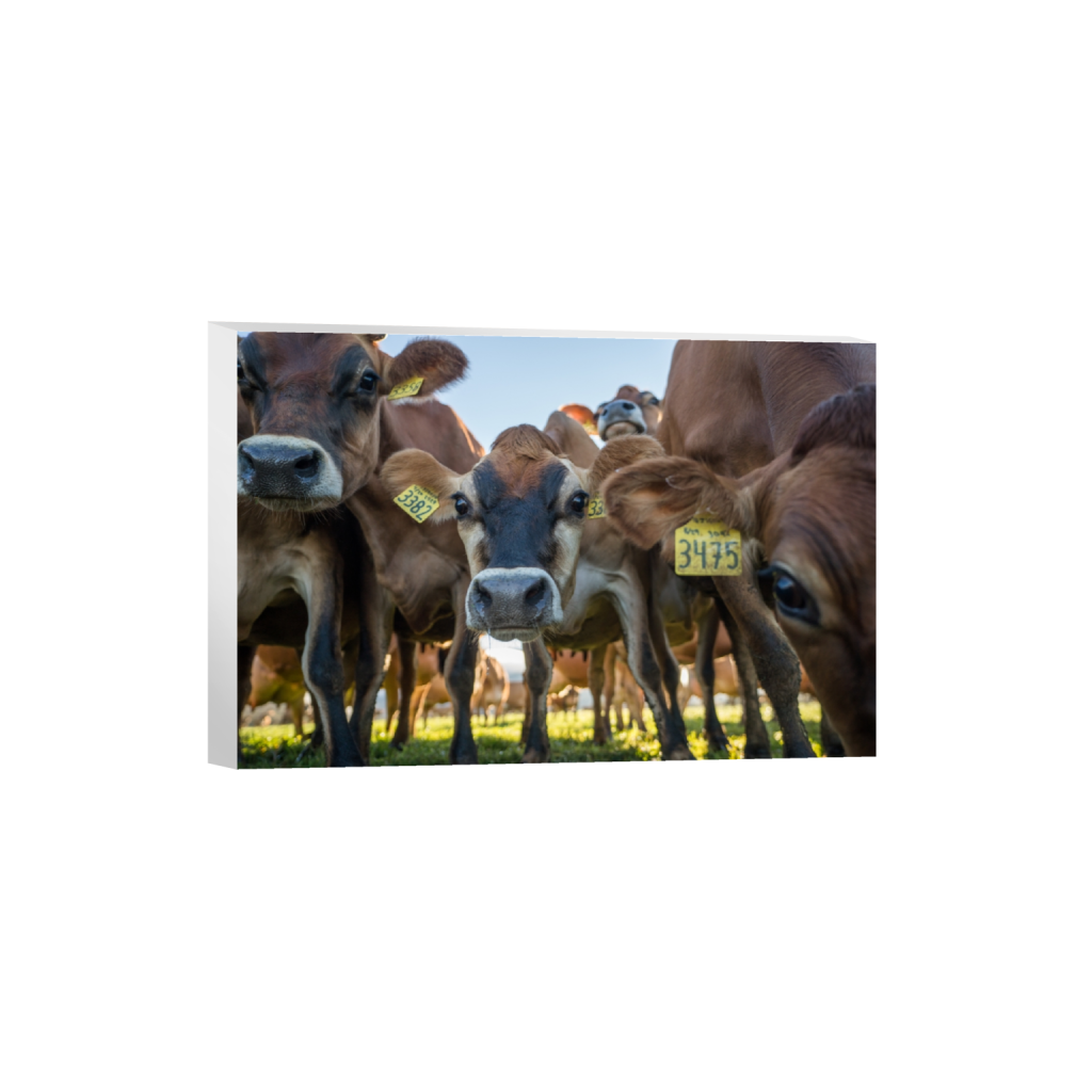 canvas_rectangle2_3_0_0_3871_2581_0.png
