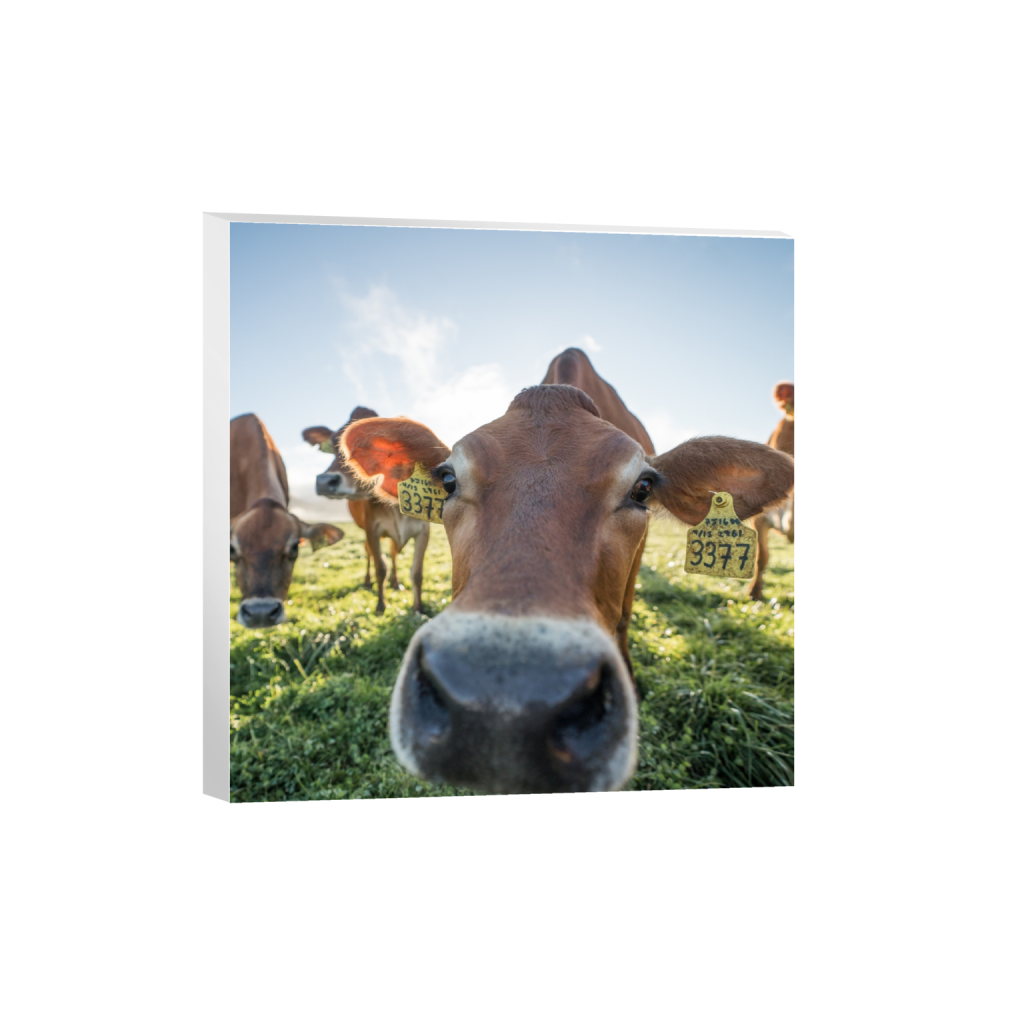 canvas_square_980_0_2581_2581_0.png