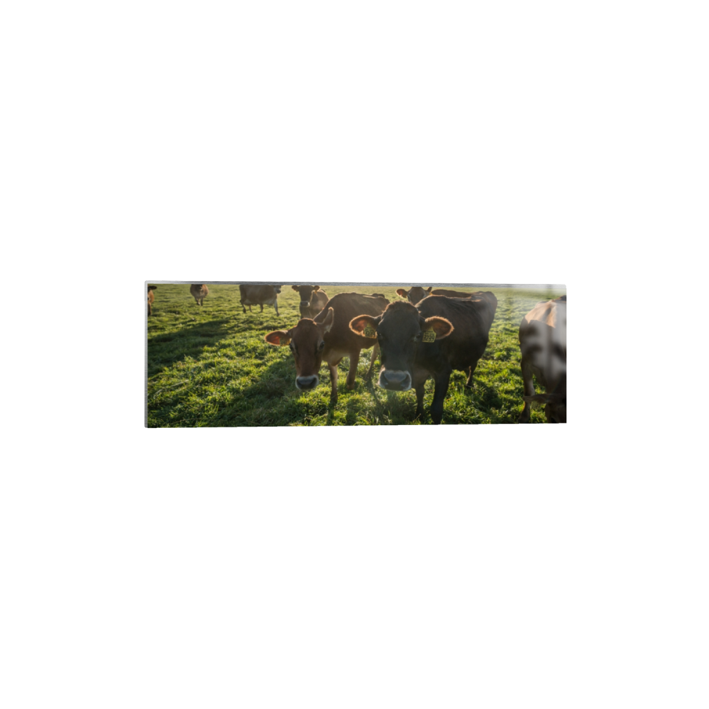 metalprint_rectangle1_3_0_1071_3872_1290_0.png