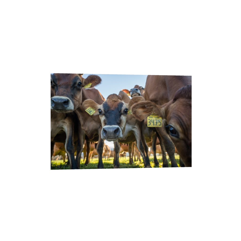fineartprints_rectangle2_3_0_0_3871_2581_0.png